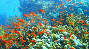 Fish 1080p 1920x1080 Hd Wallpaper Coral Reef Pictures Coral Reef Sea Life Wallpaper