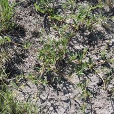 Image result for Gisekia africana