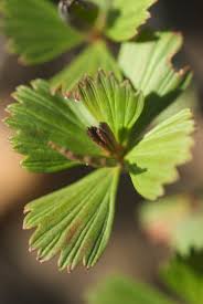 Image result for Myrothamnus flabellifolius