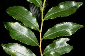 Image result for Aphloia theiformis