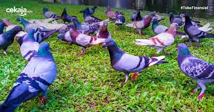 20 gambar sketsa burung paling mudah dan bagus 2019. Cara Budidaya Ternak Burung Merpati Terlengkap Sampai Sukses Panen
