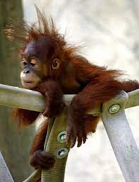 30 Cute Baby Animals But Seeing It From Not Cute Baby Animals Monkeys Funny Cute Animals