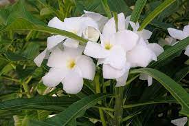 We did not find results for: Summer Survivors Keeping Your Plants Alive In The Florida Summer