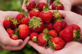 Bigger And Blander What S Up With Strawberries Strawberry Picking Strawberry Strawberry Benefits