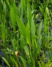 Image result for Fuirena sagittata