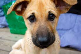 1445.51 mile though he's a rescue, he's related to pure bred cane corsos with a little boxer mixed in. Boxer Puppies For Adoption In Maine The Y Guide