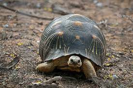 3 Top Reasons Not To Have A Tortoise Pet Wwf