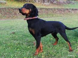 Image result for slovenský kopov