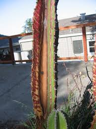 The most common reason for this is age and is called corking. Questions Archives Page 18 Of 20 Cactus Jungle