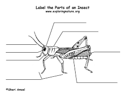The california dogface became california's official state insect in 1972. Parts Of An Insect Insects Kindergarten Primary Science Color Worksheets For Preschool