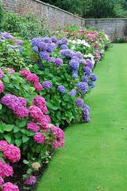 Hydrangea Border At The Powerscourt Gardens Beautiful Gardens Beautiful Hydrangeas Garden Inspiration
