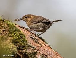 Image result for Equatorial Wren