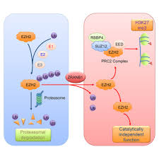 Cancer seems to affect all animals, from anteaters to zebras. Zranb1 Is An Ezh2 Deubiquitinase And A Potential Therapeutic Target In Breast Cancer Sciencedirect
