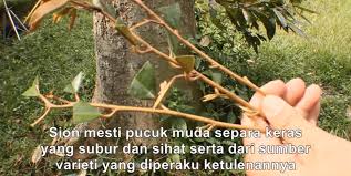 Jom belajar cara tanam pokok durian dengan teknik yang betul dan mudah. Cara Buat Cantuman Dewasa Pokok Durian Musang King Agar Berbuah 3 Tahun Sahaja My Info Berita