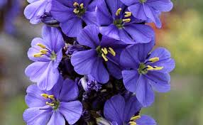 Image result for Aristea