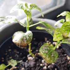 Avoid letting the soil dry out completely, but if you have to pick between not watering enough and watering too much, go for the former. Polka Dot Plant Dying Toronto Master Gardeners