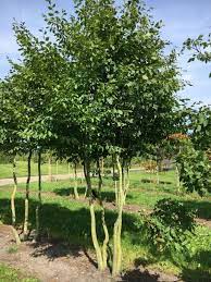 haagbeuk meerstammig carpinus betulus kopen vanaf 485 00 ten hoven boomkwekers apeldoorn tuin bomen planten boom