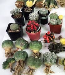Peyote buttons (protrusions found on the tops of the cactus plants) are usually dried and then chewed. Dulles Cbp Seizes 165 Cactus Succulent And Peyote Plants Many Plants Restricted Under Cites Conventions U S Customs And Border Protection