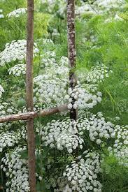 Ammi Majus Plants White Flowers Planting Flowers