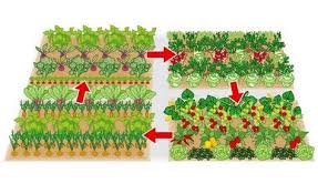Gemusebeet Planen Das Sollten Sie Beachten Garten Garten Hochbeet Gemusebeet