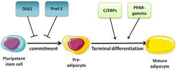 Androgen-Regulated microRNAs (AndroMiRs) as Novel Players in Adipogenesis