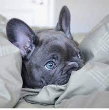 Blue male good price puppy bulldog frances french bulldog $3,000 (miami beach miami / dade county ) pic hide this posting restore restore this posting. Bulldog Frances Blue Y Exoticos Home Facebook