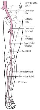 Deep Venous Thrombosis Dvt Cardiovascular Disorders