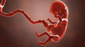 Das gewicht und die größe deines babys machen sich nun auch bei dir bemerkbar. 8 Ssw Schwangerschaftswoche Onmeda De