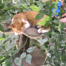 Orlando cat cafe, clermont, florida. Orlando Cat Cafe Orlando Fl