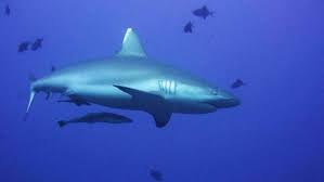 The question of the week is a quick and convenient for dermatologists to earn cme and maintain their training. Scientists Explain What S Right And Wrong With Shark Week Stuff Co Nz