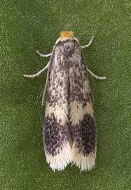 Image result for Stigmella floslactella