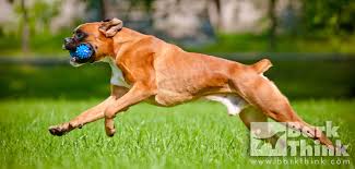 Maybe you would like to learn more about one of these? Different Dogs Different Exercise Needs