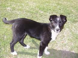 About Shetland Sheepdog Shetland Sheepdog Blue Merle Shetland Sheepdog Puppies