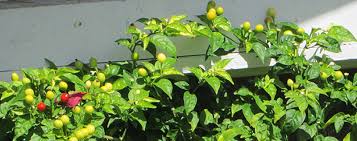 We did not find results for: This Is The Chile Peppers Page Of Our A To Z Guide To Plants How To Care For Them Landscaping With Them And Cooking And Healing With Them