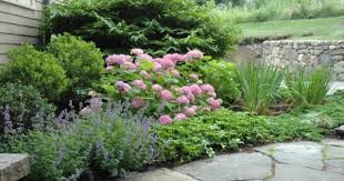 Timothy Lee Landscape Design Surrounded This Endless Summer Hydrangea Bush With Nepeta Ink Northwest Garden Northwest Landscaping Hydrangea Garden
