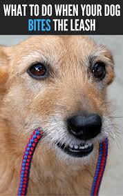 How to prevent you and your kids from being bitten. What To Do When Your Dog Bites The Leash Or Shakes The Leash Dog Training Dog Training Books Training Your Dog