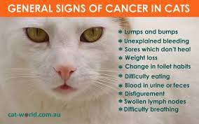 An unexplained dry cough is the most prominent sign of lung cancer. Cat Infographics Cat World