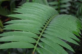 Image result for Cyathula natalensis