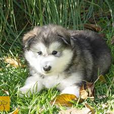 It's a large dog at about 22 to 26 inches tall, weighing between 71 to 95 pounds. Alaska Malamute Welpen In Deutschland Kaufen Hunde Und Alaska Malamute Welpen Preise Fotos Gemeinschafts Rassen