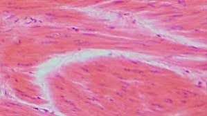 12 photos of the smooth muscle diagram. Smooth Muscle Anatomy Britannica