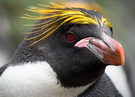 Choose from a wide range of similar scenes. Macaroni Penguin American Bird Conservancy