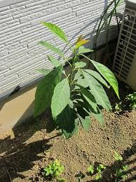 アボちゃん アボカド の生命力がすごい ちなつのblogっぽいの