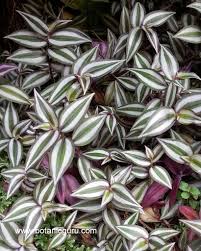 Image result for Cyanotis longifolia