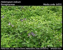 Image result for Heliotropium indicum