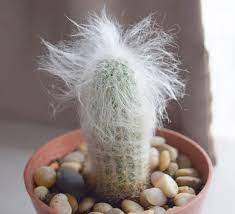 Cephalocereus senilis (old man cactus) is a species of cactus native to guanajuato and hidalgo in eastern mexico. How The Old Man Cactus Got Its Fuzz Laidback Gardener