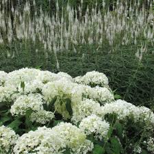 Hydrangeas are popular ornamental plants, grown for their large flowerheads, with hydrangea macrophylla being by far the most widely grown with over 600 named cultivars, many selected to have only however, poisoning in humans is rare, as the plant does not look like an enticing food source. Buy Veronicastrum Hydrangea Plant Combination Veronicastrum And Hydrangea Plant Combination 74 94 Delivery By Crocus