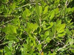 Image result for Searsia nebulosa