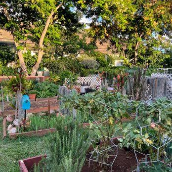 Diamond Head State Monument: Millennium Peace Garden Workday