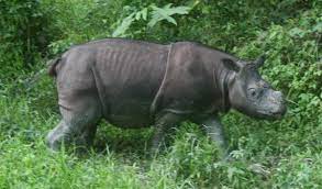Badak sumbu sumatera atau sumatran rhinoceros ialah spesies badak yang terkecil saiznya di dunia serta merupakan salah satu haiwan yang terlindung. Nasib Si Badak Sumbu Sumatera Stadium Astro English