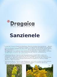 In popor, se credea ca noaptea care preceda ziua de sanziene este una magica in care toate minunile sunt posibile. Dragaica Sanziene Ppt
